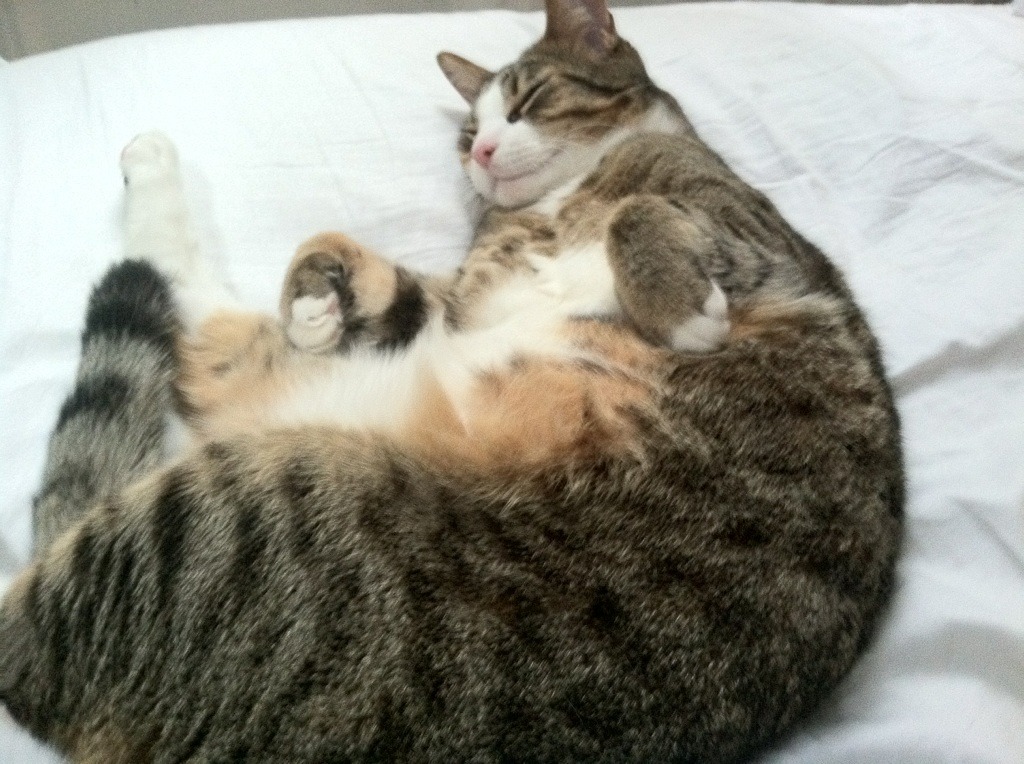 开云体育平台APP-巴雷拉一锤定音，巨星价值在关键战淬炼—观意大利对几内亚友谊赛有感